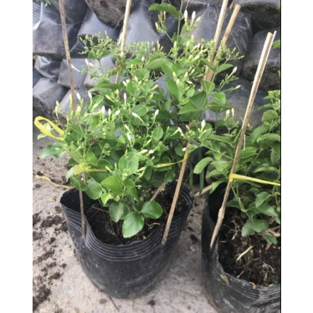 CÂY HOA LÀI HOÀNG GIA, Hoa chùm màu trắng CỰC THƠM ,(cao 30cm), Hoa giống cảnh sân vườn, ban công, dễ trồng GIÁ RẺ