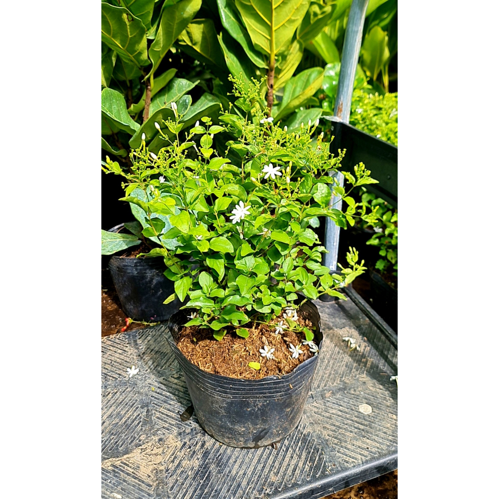 CÂY HOA LÀI HOÀNG GIA, Hoa chùm màu trắng CỰC THƠM ,(cao 30cm), Hoa giống cảnh sân vườn, ban công, dễ trồng GIÁ RẺ