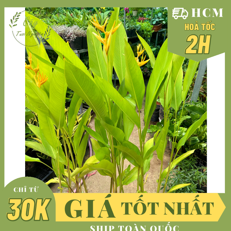 [CHỈ HOẢ TỐC] CÂY CHUỐI THIÊN ĐIỂU (MỎ KÉT) ,(cao 80-100cm), cây cảnh decor, cây trang trí nhà nội thất, khoẻ đẹp