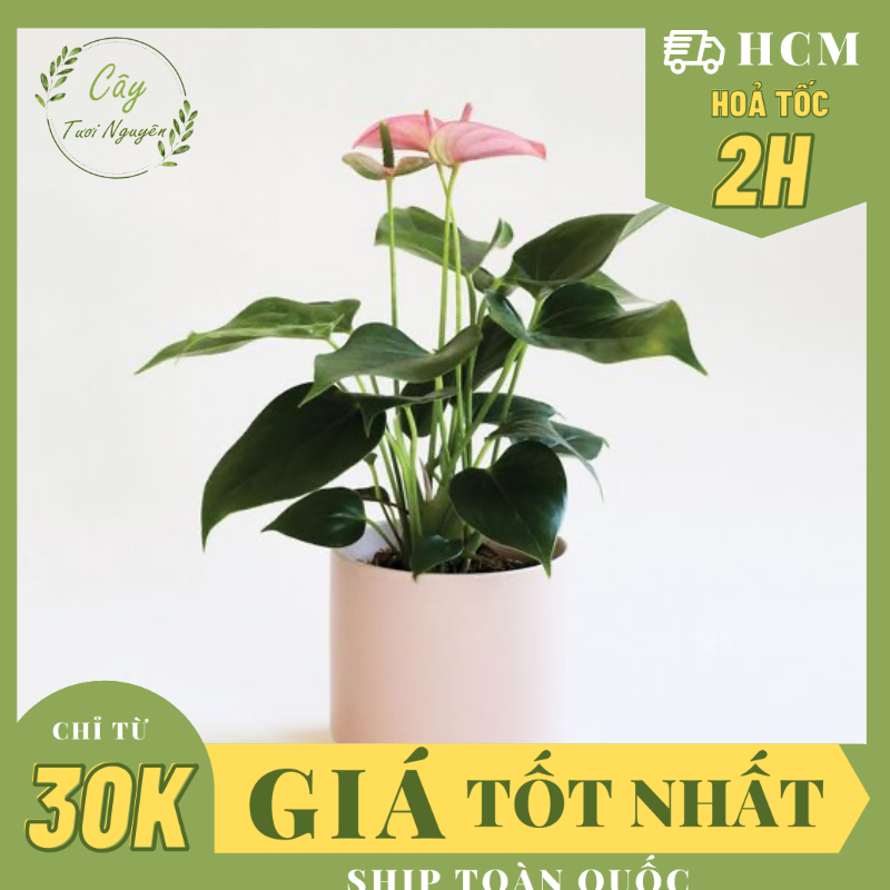 CÂY HỒNG MÔN (HOA MÀU HỒNG NHẠT), (cao 30cm), cây cảnh Trong nhà, kiểng lá mini để bàn Văn phòng đẹp, GIÁ RẺ, lọc khí