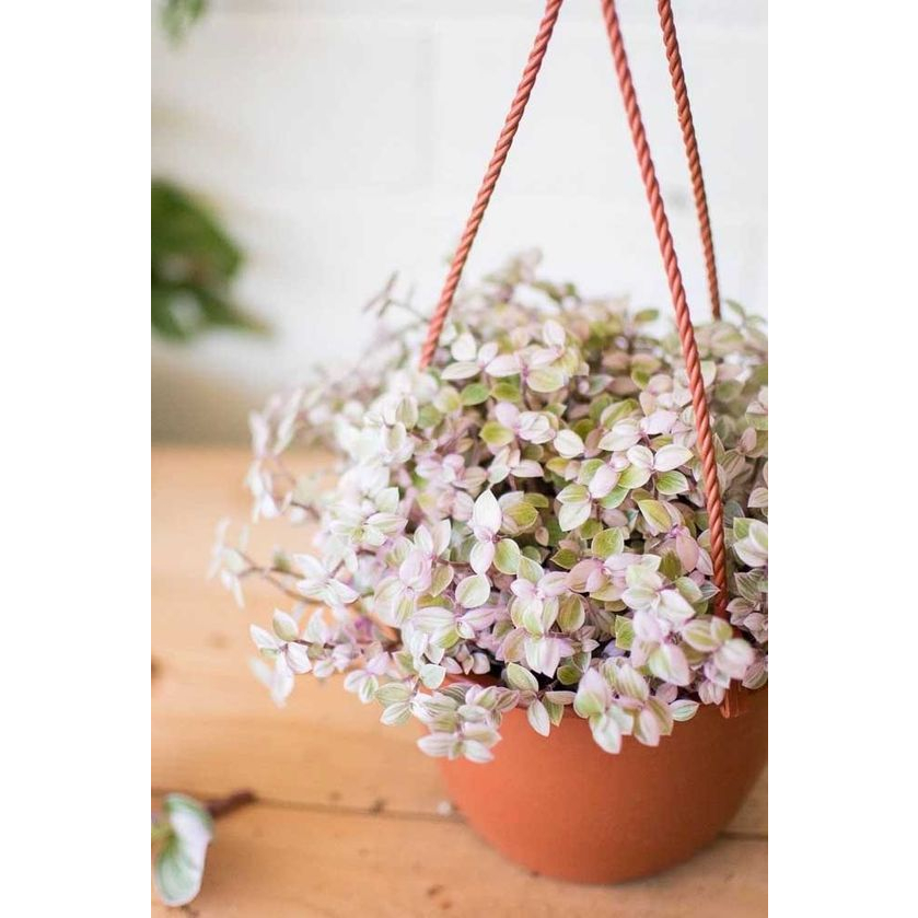 CÂY PINK LADY THÀI LÀI TÍM ,(cao 10cm), cây cảnh decor, cây trang trí nhà nội thất, khoẻ đẹp, GIÁ RẺ, lọc không khí