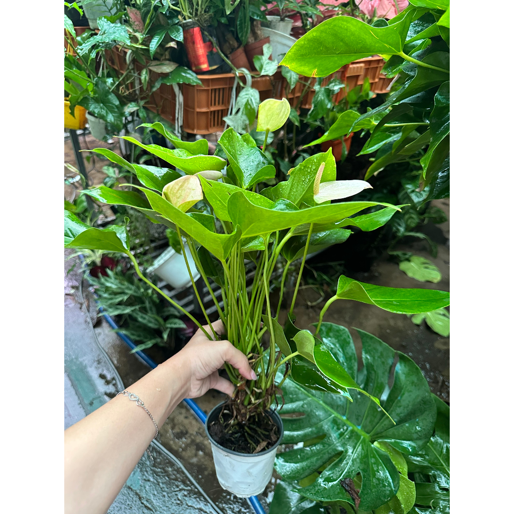 CÂY HỒNG MÔN (HOA MÀU HỒNG NHẠT), (cao 30cm), cây cảnh Trong nhà, kiểng lá mini để bàn Văn phòng đẹp, GIÁ RẺ, lọc khí