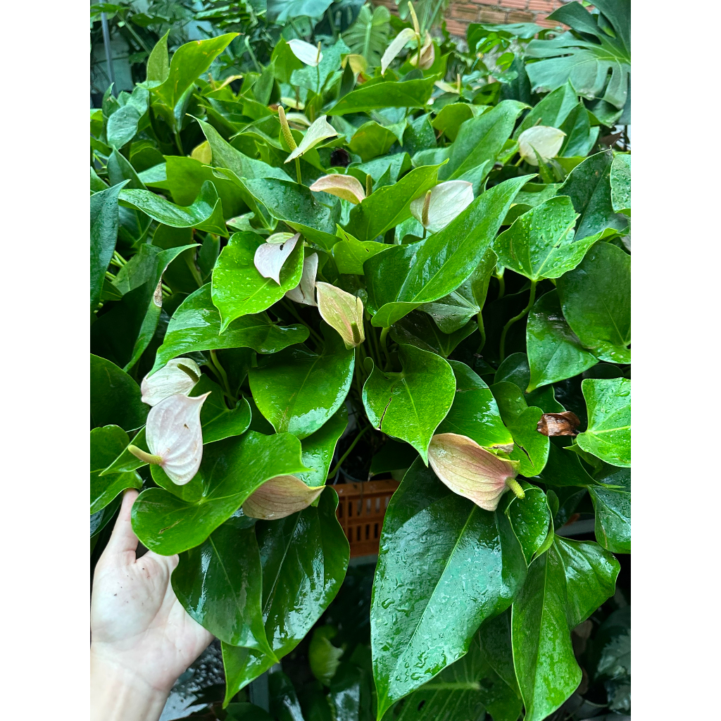 CÂY HỒNG MÔN (HOA MÀU HỒNG NHẠT), (cao 30cm), cây cảnh Trong nhà, kiểng lá mini để bàn Văn phòng đẹp, GIÁ RẺ, lọc khí