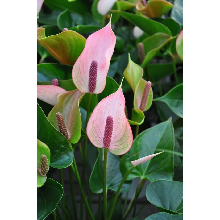 CÂY HỒNG MÔN (HOA MÀU HỒNG NHẠT), (cao 30cm), cây cảnh Trong nhà, kiểng lá mini để bàn Văn phòng đẹp, GIÁ RẺ, lọc khí