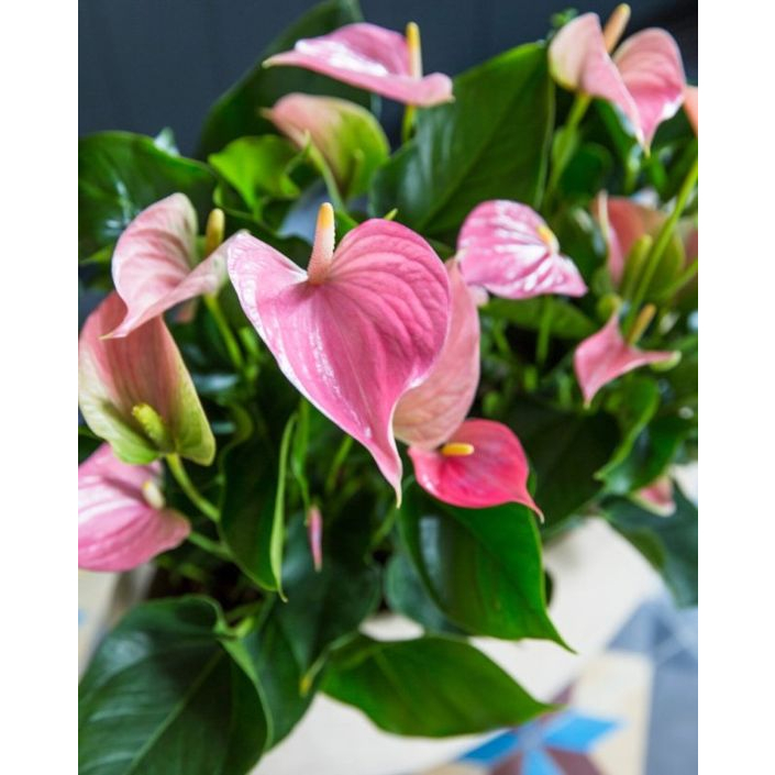 CÂY HỒNG MÔN (HOA MÀU HỒNG NHẠT), (cao 30cm), cây cảnh Trong nhà, kiểng lá mini để bàn Văn phòng đẹp, GIÁ RẺ, lọc khí