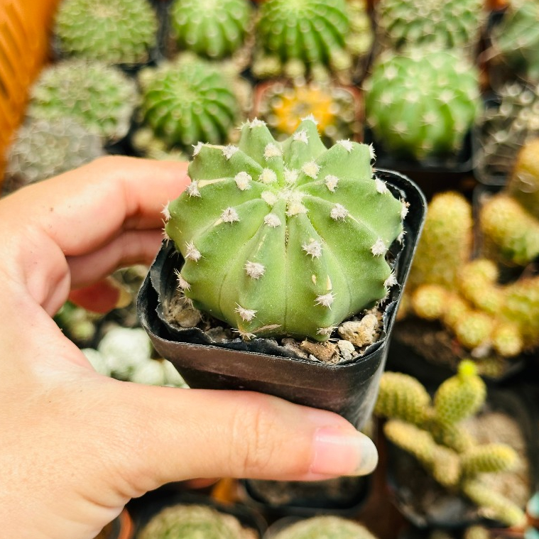 CÂY XƯƠNG RỒNG MINI ĐỒNG GIÁ, Size bé 3~5cm, NHIỀU LOẠI cây trang trí bàn, lọc không khí, dễ trồng, Cây Tươi Nguyên