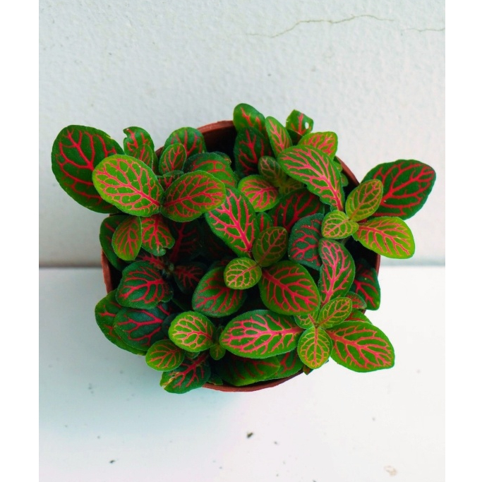 [Mua 2 giảm 15K ship] CÂY CẨM NHUNG FITTONIA (cây may mắn), (cao 5cm), cây phong thủy hút tài lộc để bàn mini GIÁ RẺ, lọc không khí, Cây Tươi Nguyên CTN0140