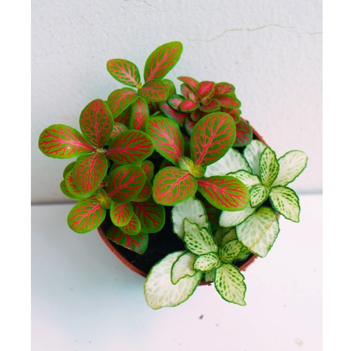 [Mua 2 giảm 15K ship] CÂY CẨM NHUNG FITTONIA (cây may mắn), (cao 5cm), cây phong thủy hút tài lộc để bàn mini GIÁ RẺ, lọc không khí, Cây Tươi Nguyên CTN0140