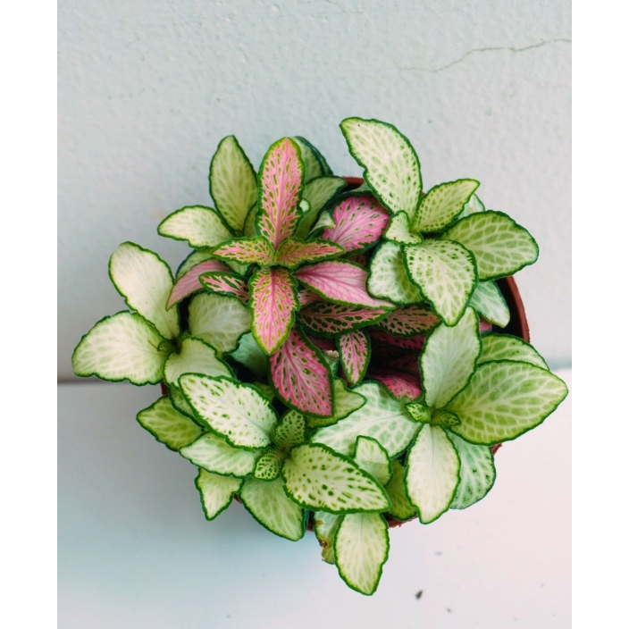 [Mua 2 giảm 15K ship] CÂY CẨM NHUNG FITTONIA (cây may mắn), (cao 5cm), cây phong thủy hút tài lộc để bàn mini GIÁ RẺ, lọc không khí, Cây Tươi Nguyên CTN0140