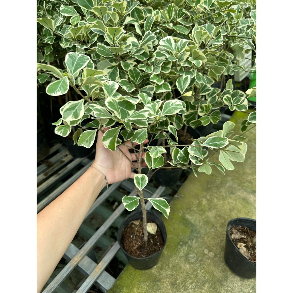 CÂY ĐA TAM PHÚC LÁ TIM ,(cao 30 cm), cây cảnh Trong nhà, kiểng lá mini để bàn Văn phòng đẹp, hợp Phong thuỷ, GIÁ RẺ, lọc không khí, Cây Tươi Nguyên CTN1330