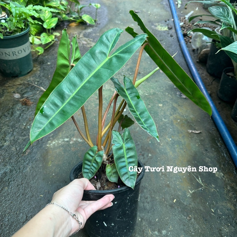 CÂY HẠC CAM Philodendron Billietiae ,(cao 25-30cm), cây cảnh Trong nhà, kiểng lá mini để bàn Văn phòng đẹp, GIÁ RẺ, lọc không khí, Cây Tươi Nguyên CTN1548