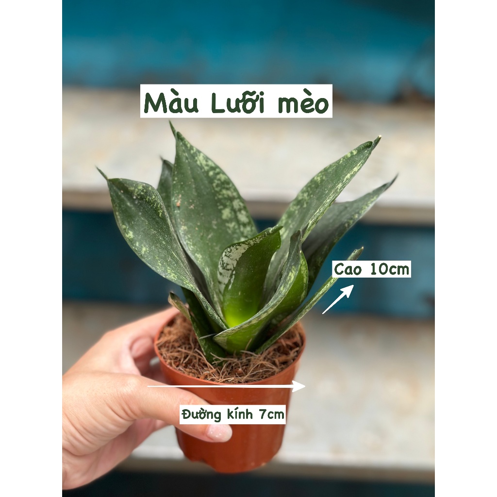 CÂY LƯỠI HỔ BÚP SEN, (cao 10cm), Màu Vàng cây cảnh Trong nhà, kiểng lá mini để bàn Văn phòng đẹp, GIÁ RẺ, Cây Tươi Nguyên