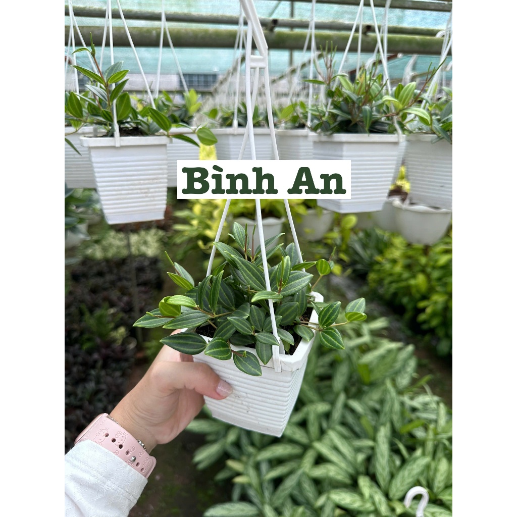 [CHẬU TRE0] CÂY LAN NÚT ÁO (LAN HẠT NGỌC)  ,(cao 5cm), cây cảnh Trong nhà, kiểng lá mini để bàn Văn phòng đẹp, GIÁ RẺ, lọc không khí, Cây Tươi Nguyên CTN1566
