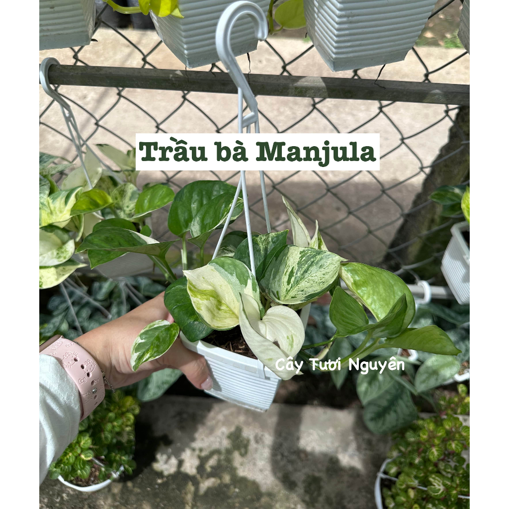 [CHẬU TRE0] CÂY LAN NÚT ÁO (LAN HẠT NGỌC)  ,(cao 5cm), cây cảnh Trong nhà, kiểng lá mini để bàn Văn phòng đẹp, GIÁ RẺ, lọc không khí, Cây Tươi Nguyên CTN1566