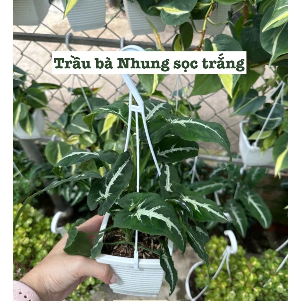 [CHẬU TRE0] CÂY LAN NÚT ÁO (LAN HẠT NGỌC)  ,(cao 5cm), cây cảnh Trong nhà, kiểng lá mini để bàn Văn phòng đẹp, GIÁ RẺ, lọc không khí, Cây Tươi Nguyên CTN1566