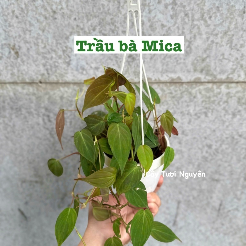 [CHẬU TRE0] CÂY LAN NÚT ÁO (LAN HẠT NGỌC)  ,(cao 5cm), cây cảnh Trong nhà, kiểng lá mini để bàn Văn phòng đẹp, GIÁ RẺ, lọc không khí, Cây Tươi Nguyên CTN1566