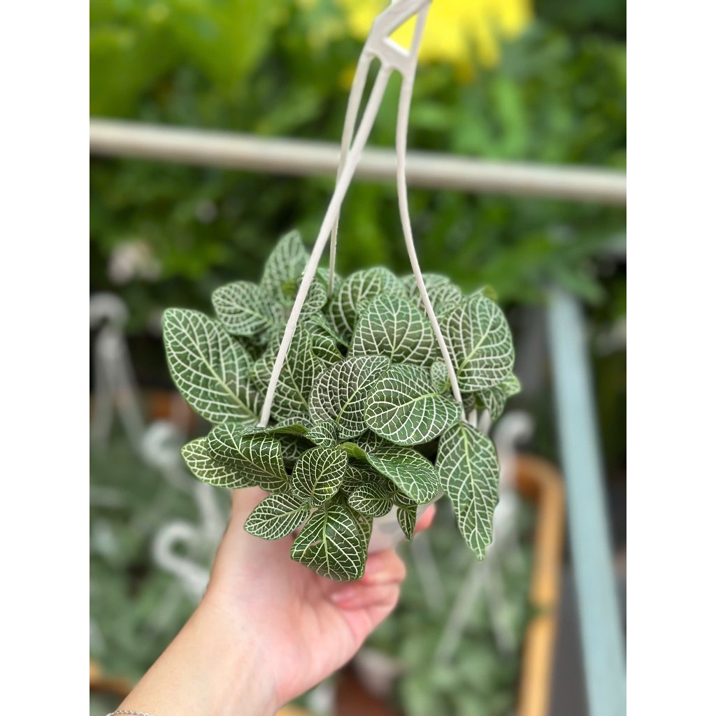 [Mua 2 giảm 15K ship] CÂY CẨM NHUNG FITTONIA (cây may mắn), (cao 5cm), cây phong thủy hút tài lộc để bàn mini GIÁ RẺ, lọc không khí, Cây Tươi Nguyên CTN0140