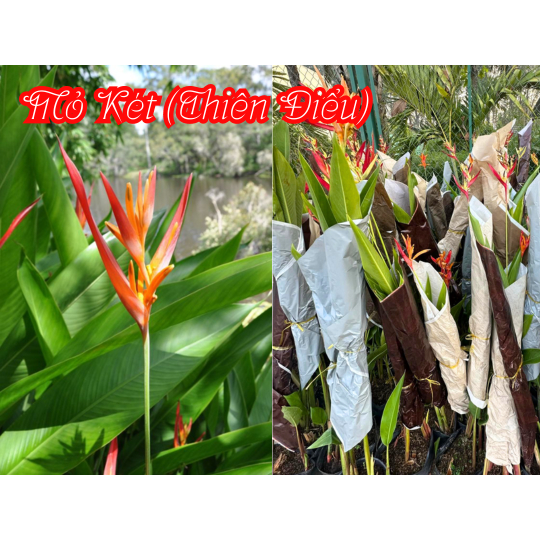 [CHỈ HOẢ TỐC] CÂY CHUỐI THIÊN ĐIỂU (MỎ KÉT) ,(cao 80-100cm), cây cảnh decor, cây trang trí nhà nội thất, khoẻ đẹp