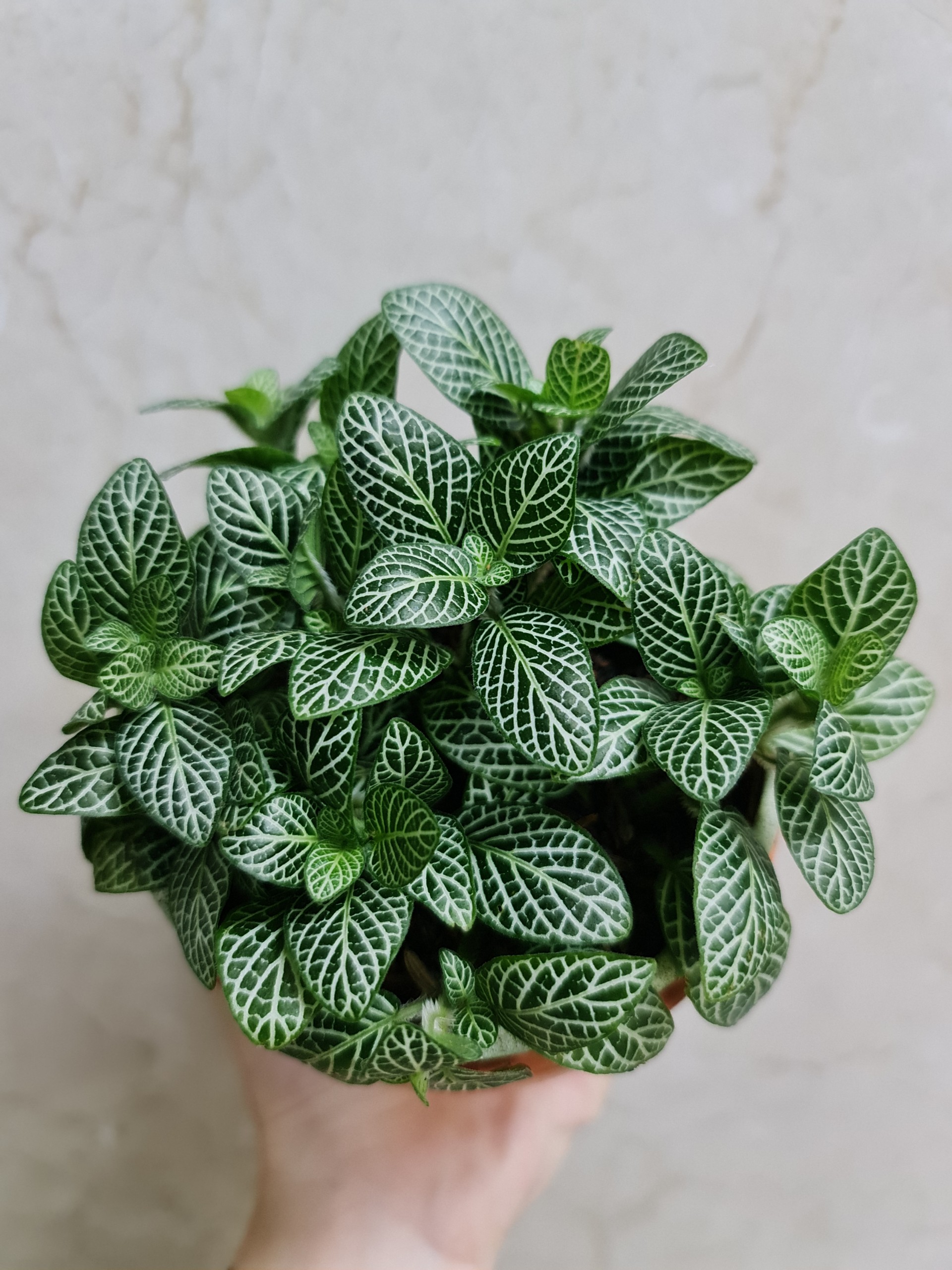 [Mua 2 giảm 15K ship] CÂY CẨM NHUNG FITTONIA (cây may mắn), (cao 5cm), cây phong thủy hút tài lộc để bàn mini GIÁ RẺ, lọc không khí, Cây Tươi Nguyên CTN0140