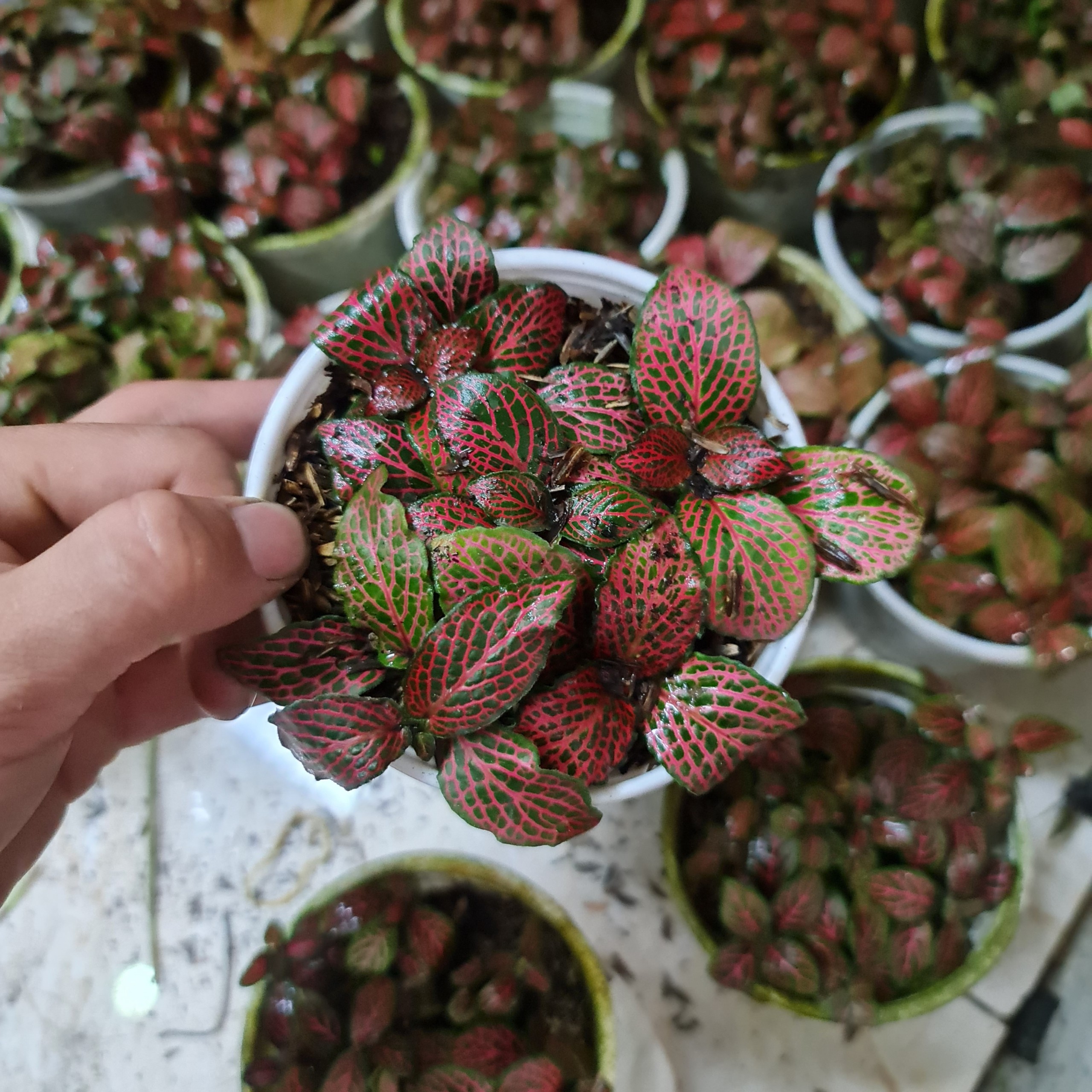 [Mua 2 giảm 15K ship] CÂY CẨM NHUNG FITTONIA (cây may mắn), (cao 5cm), cây phong thủy hút tài lộc để bàn mini GIÁ RẺ, lọc không khí, Cây Tươi Nguyên CTN0140