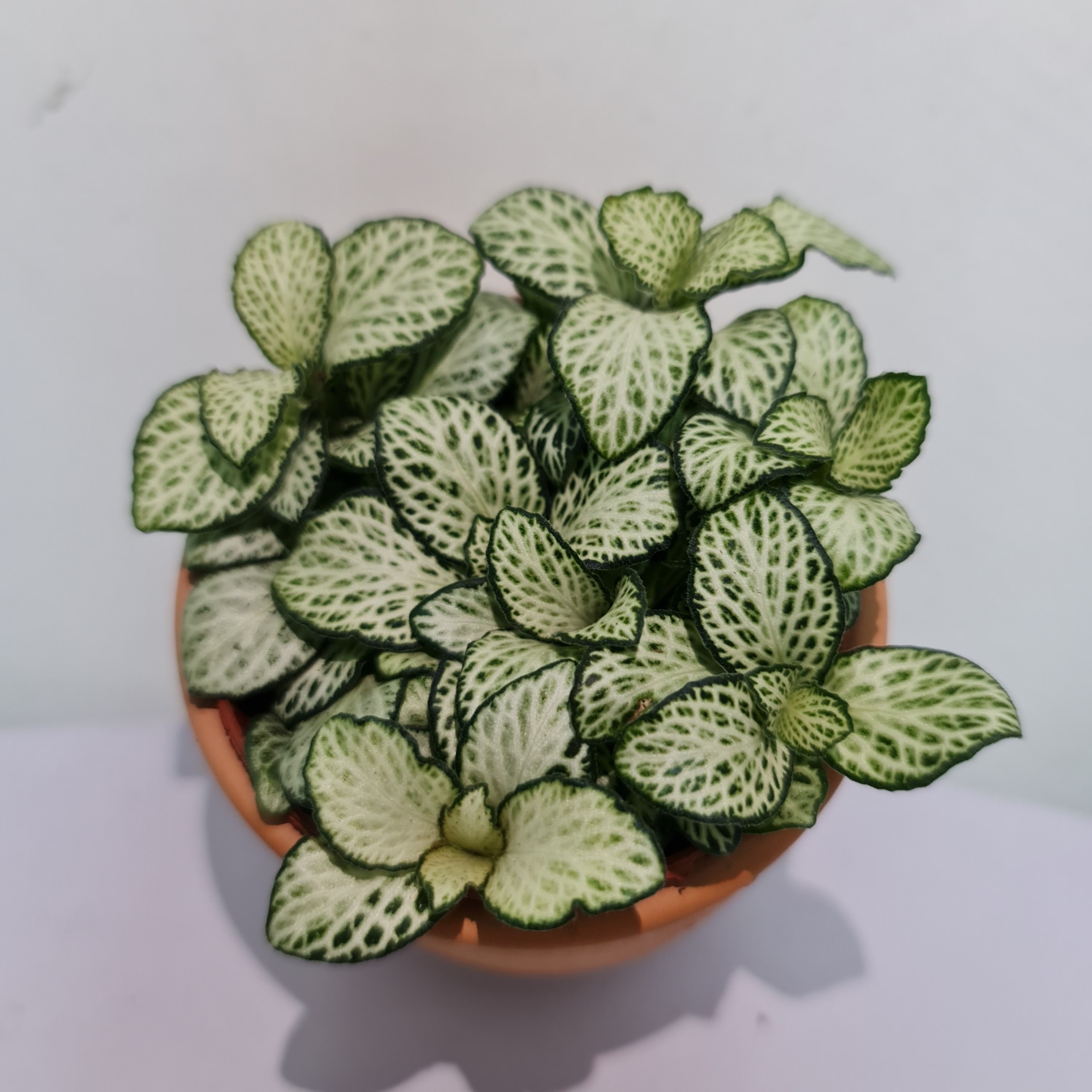 [Mua 2 giảm 15K ship] CÂY CẨM NHUNG FITTONIA (cây may mắn), (cao 5cm), cây phong thủy hút tài lộc để bàn mini GIÁ RẺ, lọc không khí, Cây Tươi Nguyên CTN0140