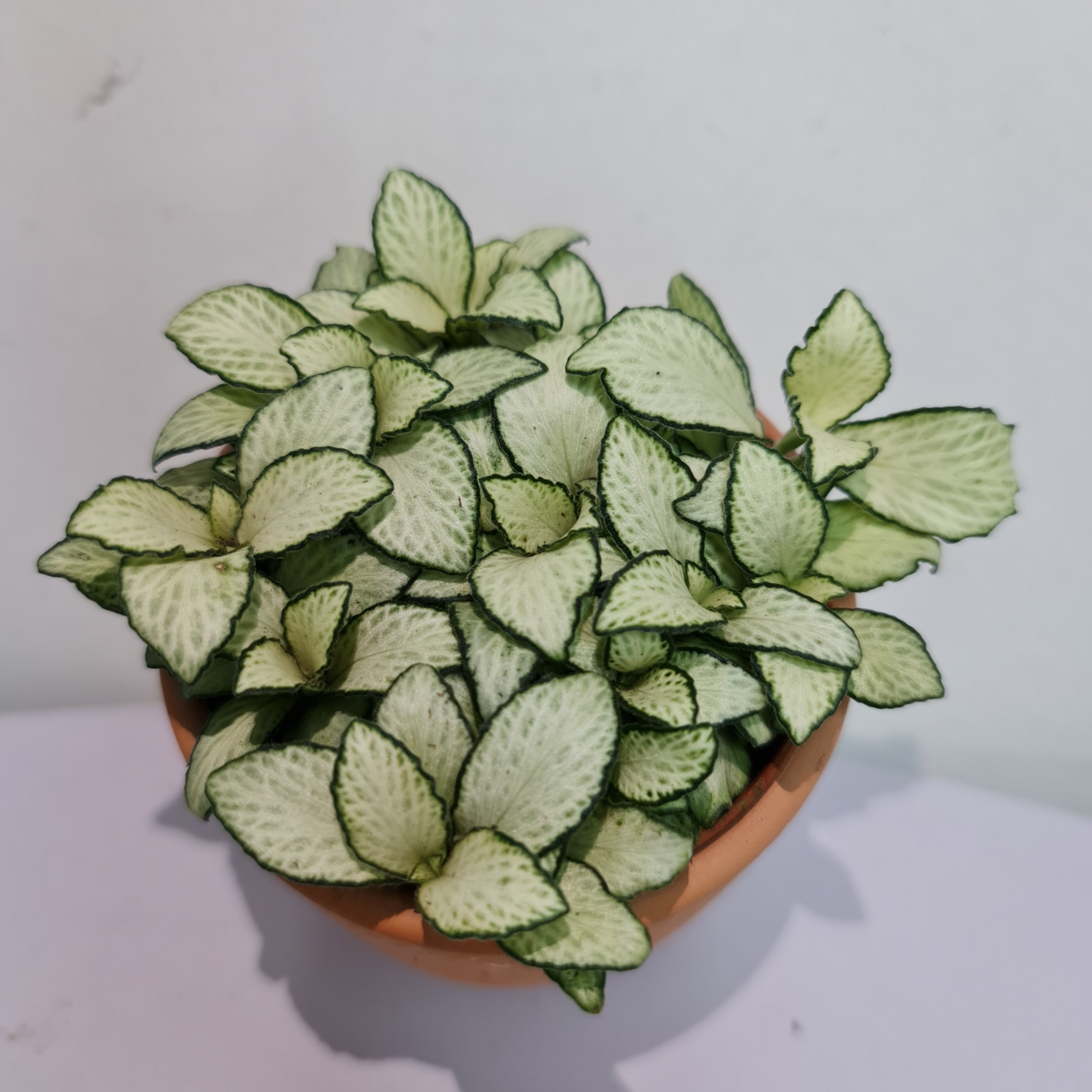[Mua 2 giảm 15K ship] CÂY CẨM NHUNG FITTONIA (cây may mắn), (cao 5cm), cây phong thủy hút tài lộc để bàn mini GIÁ RẺ, lọc không khí, Cây Tươi Nguyên CTN0140
