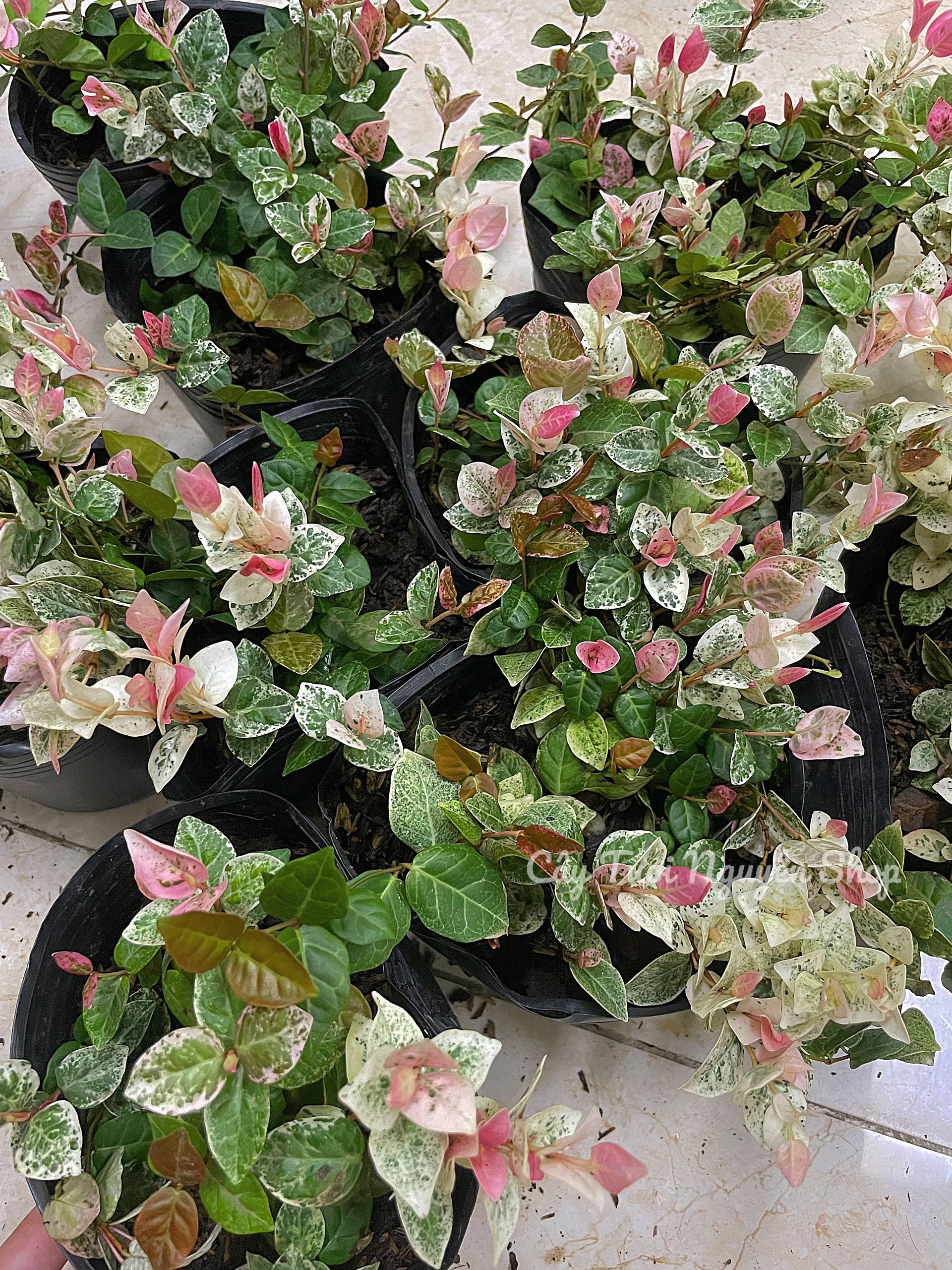 CÂY VẢY ỐC (THẰN LẰN BÒ) CẨM THẠCH, (cao 5cm), cây giống cảnh sân vườn dễ trồng GIÁ RẺ ,trang trí nhà, Cây Tươi Nguyên