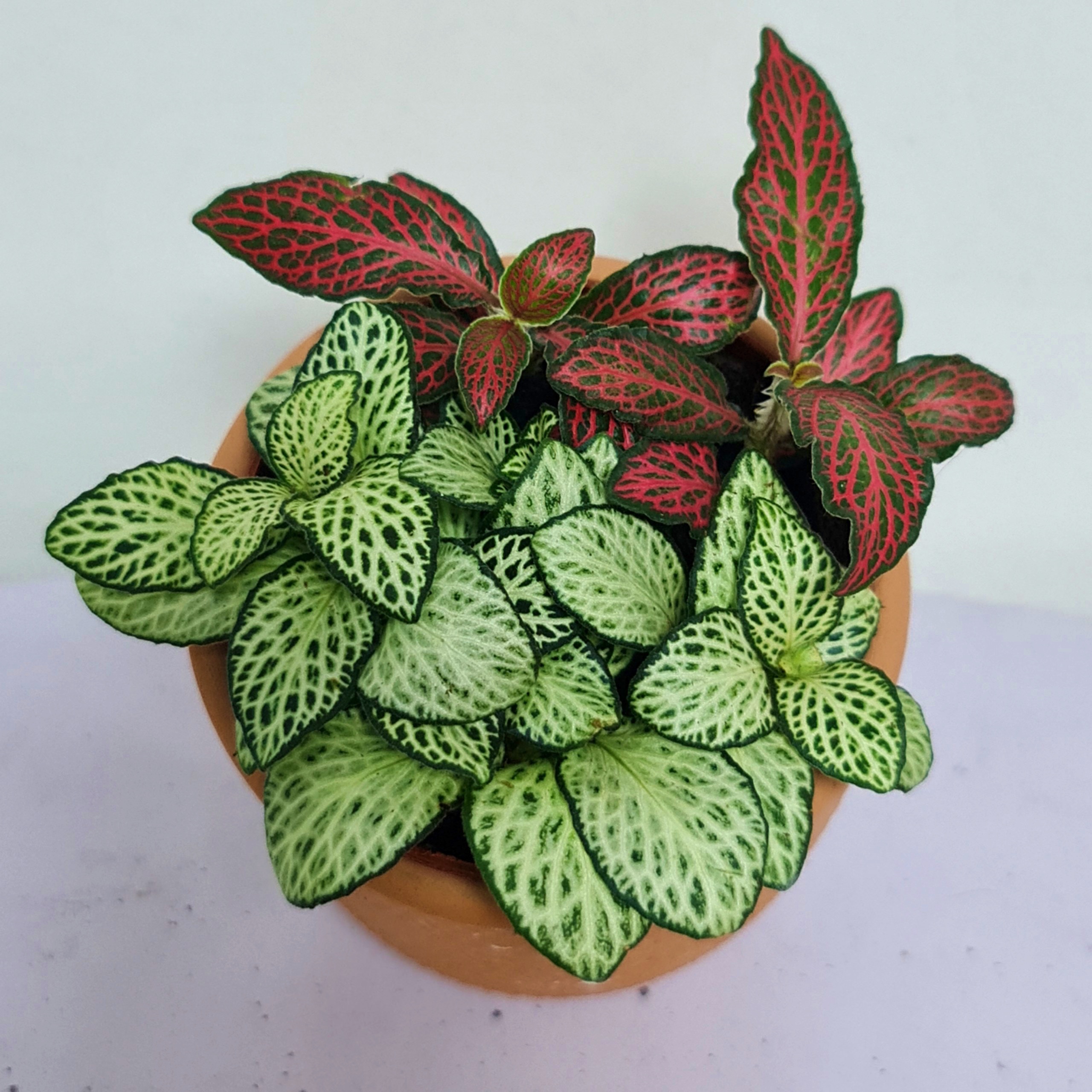 [Mua 2 giảm 15K ship] CÂY CẨM NHUNG FITTONIA (cây may mắn), (cao 5cm), cây phong thủy hút tài lộc để bàn mini GIÁ RẺ, lọc không khí, Cây Tươi Nguyên CTN0140