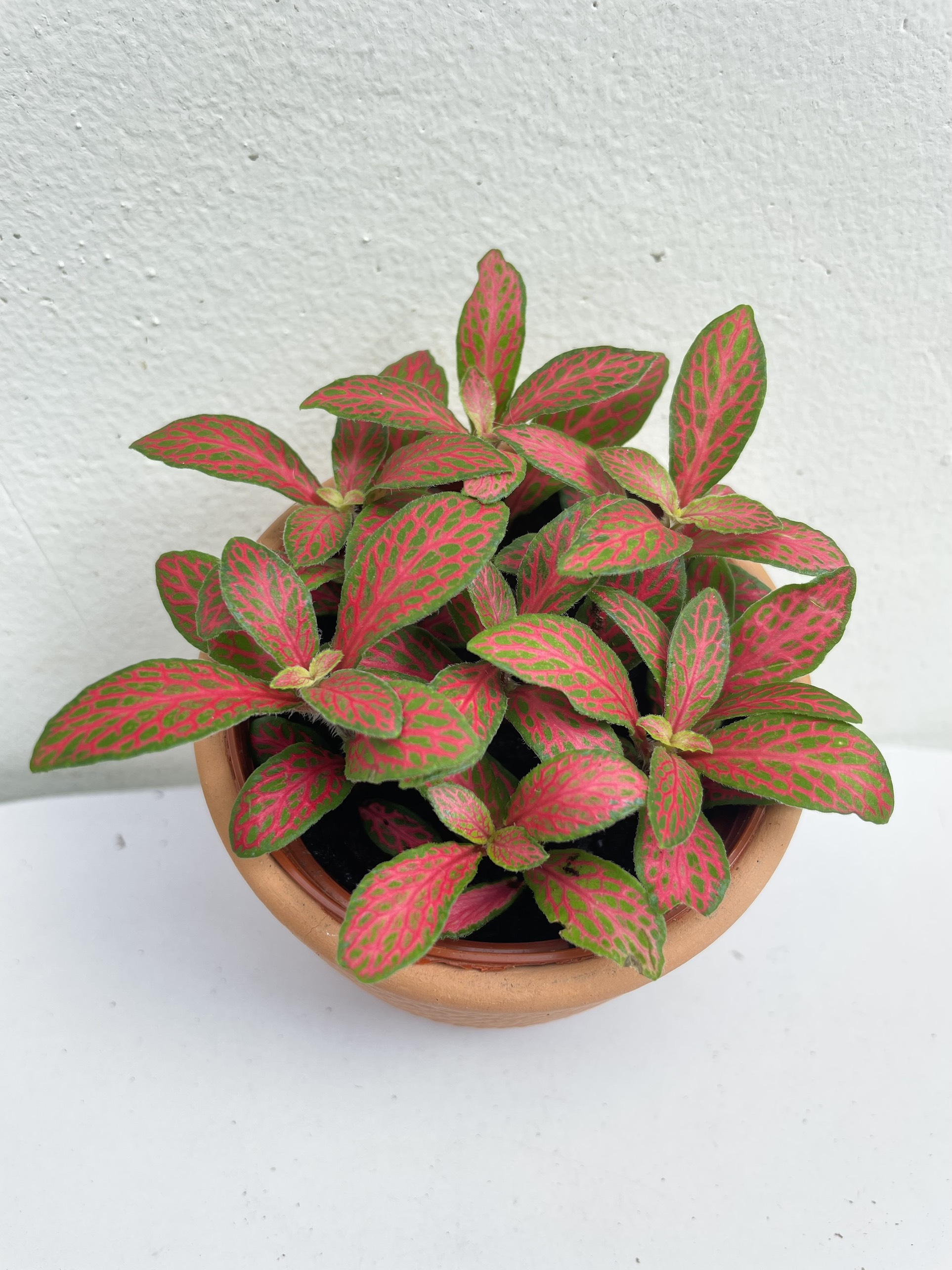 [Mua 2 giảm 15K ship] CÂY CẨM NHUNG FITTONIA (cây may mắn), (cao 5cm), cây phong thủy hút tài lộc để bàn mini GIÁ RẺ, lọc không khí, Cây Tươi Nguyên CTN0140