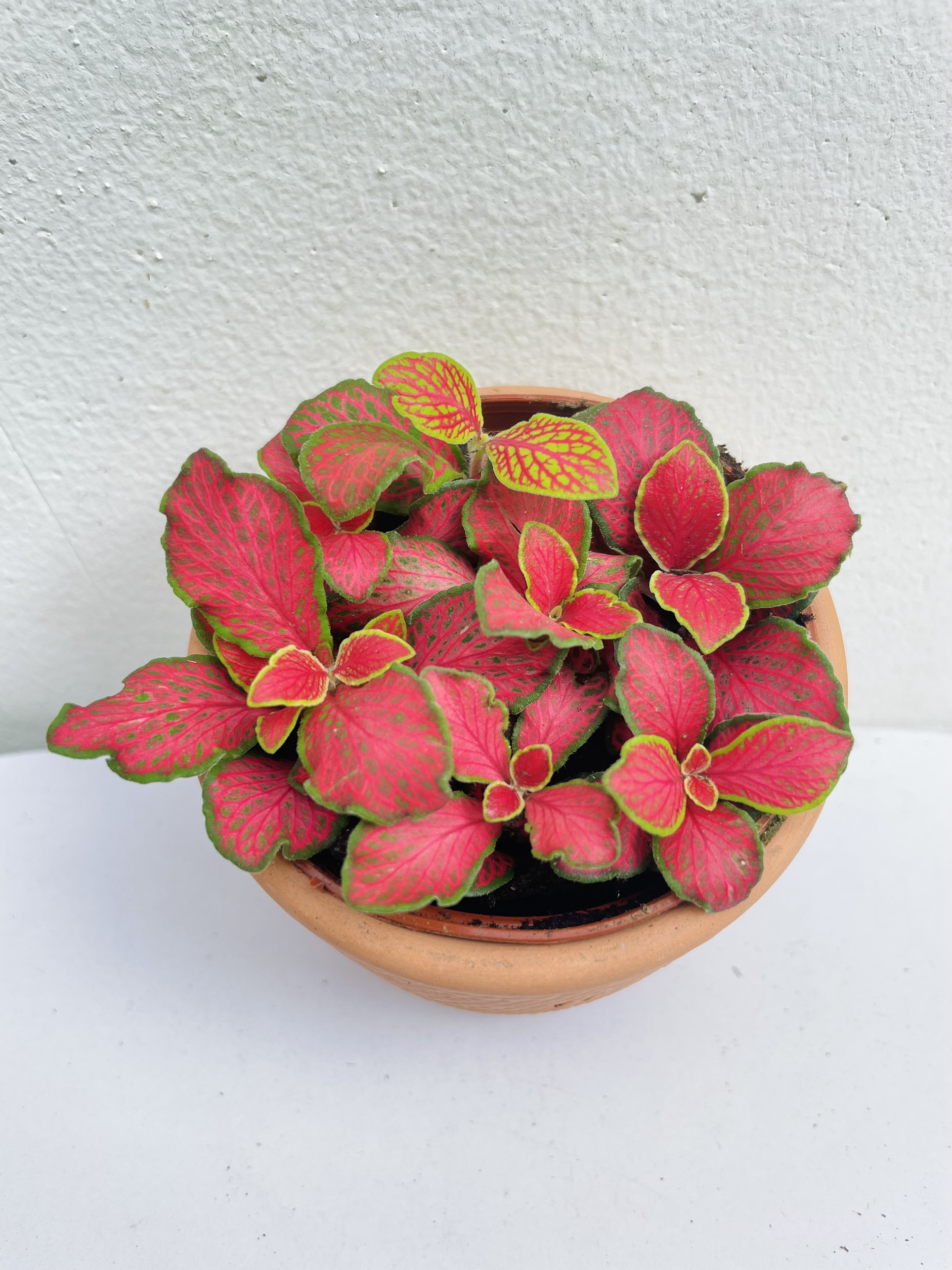 [Mua 2 giảm 15K ship] CÂY CẨM NHUNG FITTONIA (cây may mắn), (cao 5cm), cây phong thủy hút tài lộc để bàn mini GIÁ RẺ, lọc không khí, Cây Tươi Nguyên CTN0140