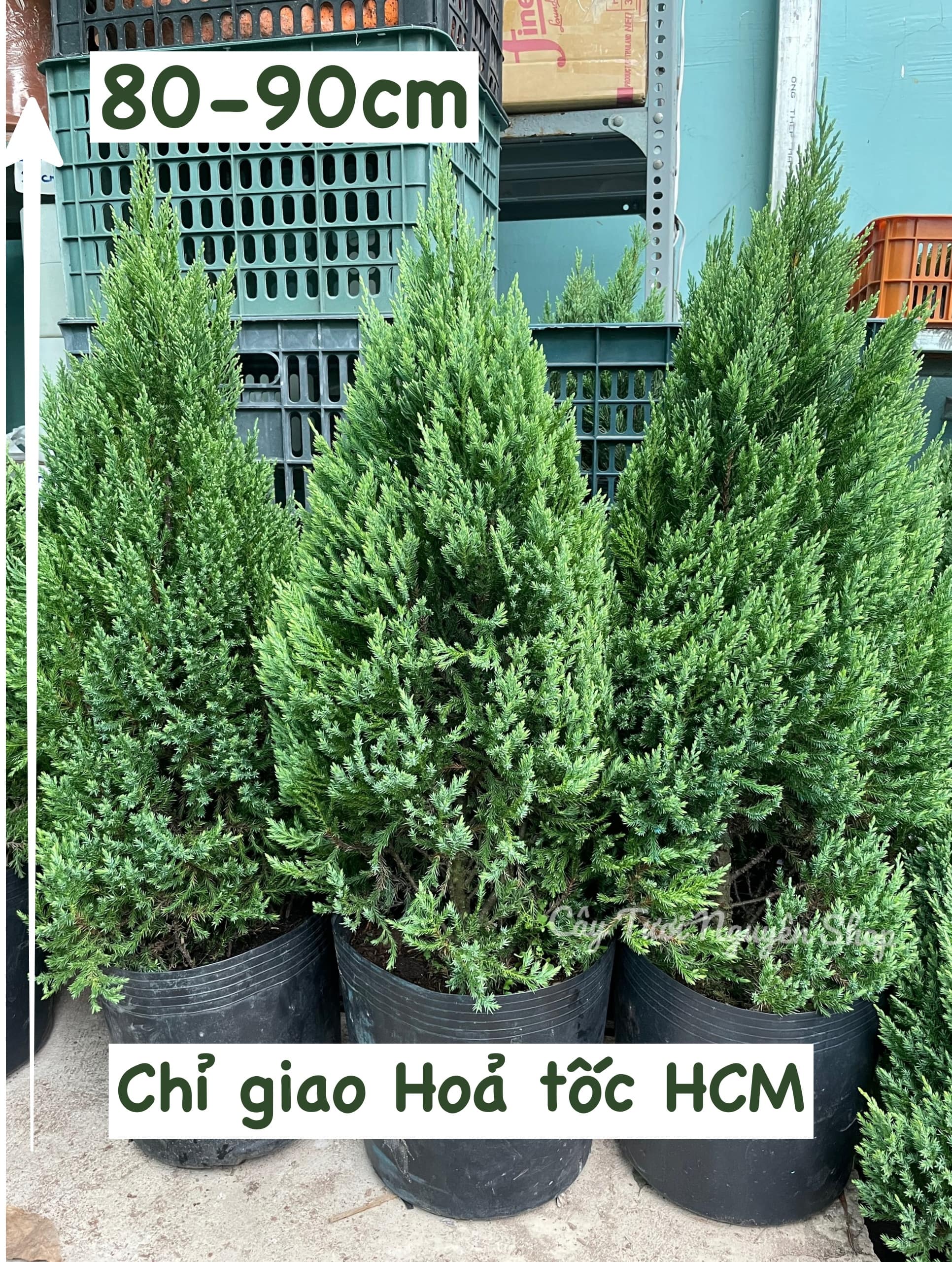 [GIAO HOẢ TỐC] CÂY SƠN TÙNG, (cao 30-40cm), Có bán kèm set trang trí 11 món cực xinh, cây Noel mini, cây Noel thật để bàn, cây Giáng sinh, Cây Tươi Nguyên CTN0720