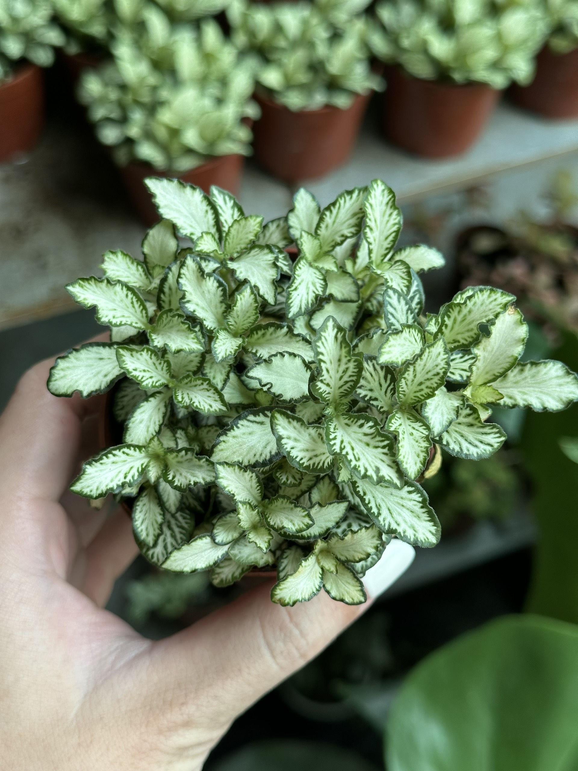 [Mua 2 giảm 15K ship] CÂY CẨM NHUNG FITTONIA (cây may mắn), (cao 5cm), cây phong thủy hút tài lộc để bàn mini GIÁ RẺ, lọc không khí, Cây Tươi Nguyên CTN0140