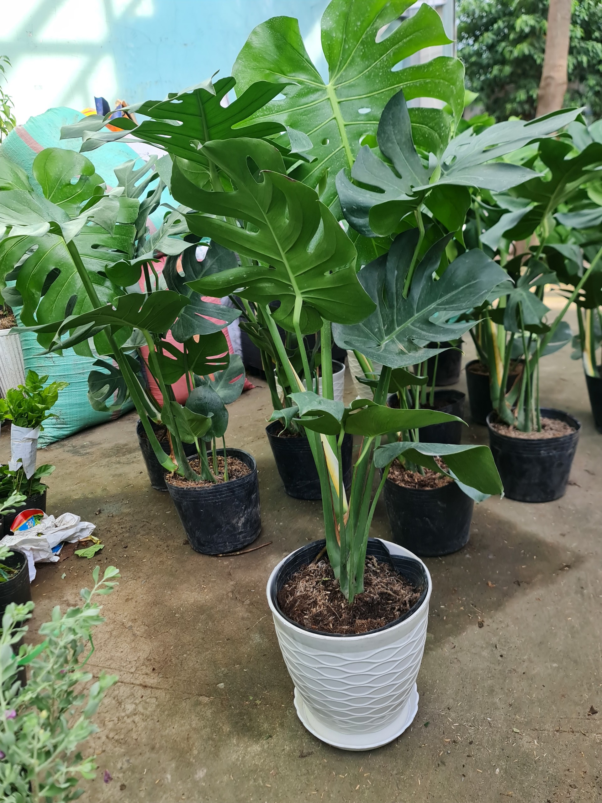 CHẬU NHỰA TRÒN LƯỚI (25*24CM)