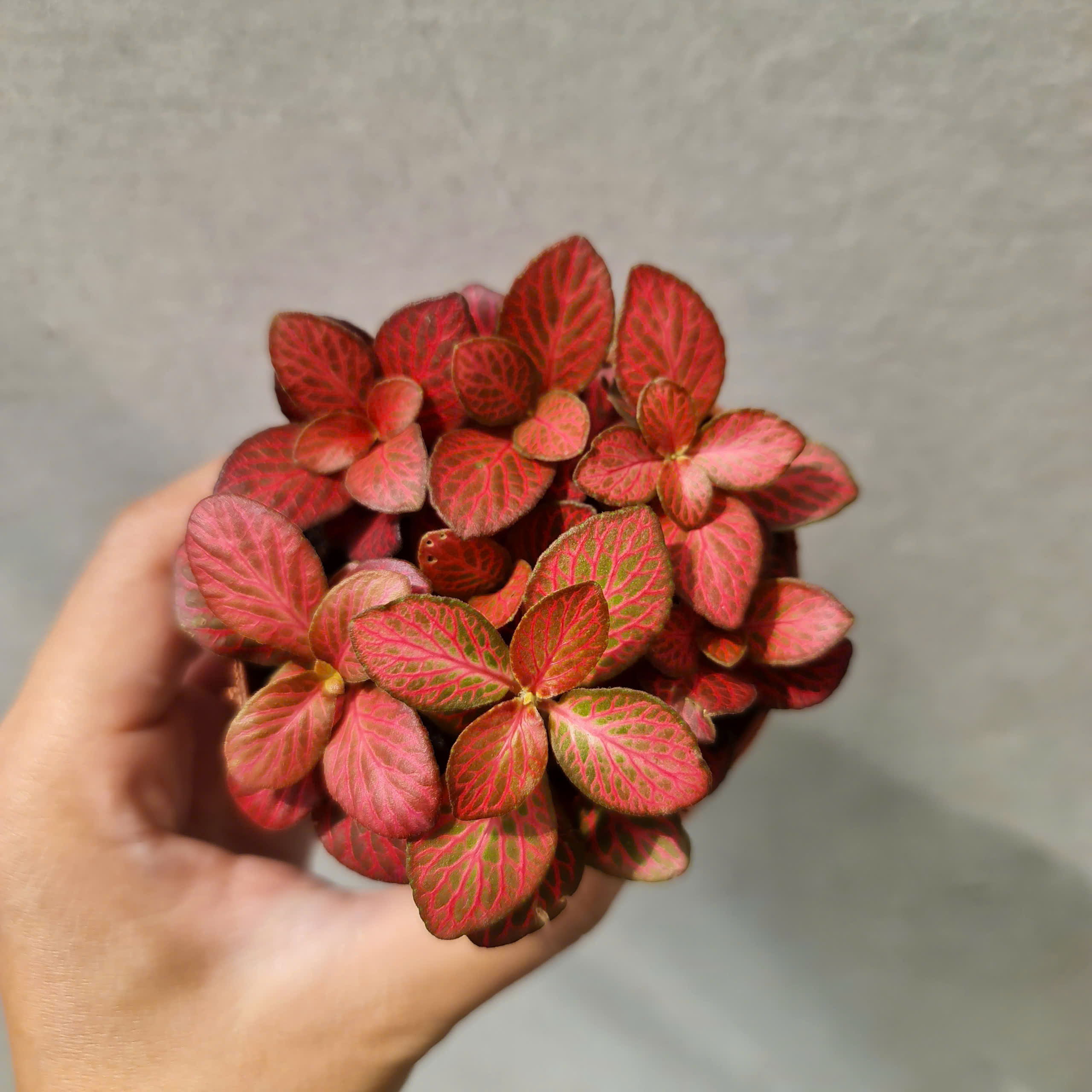 [Mua 2 giảm 15K ship] CÂY CẨM NHUNG FITTONIA (cây may mắn), (cao 5cm), cây phong thủy hút tài lộc để bàn mini GIÁ RẺ, lọc không khí, Cây Tươi Nguyên CTN0140