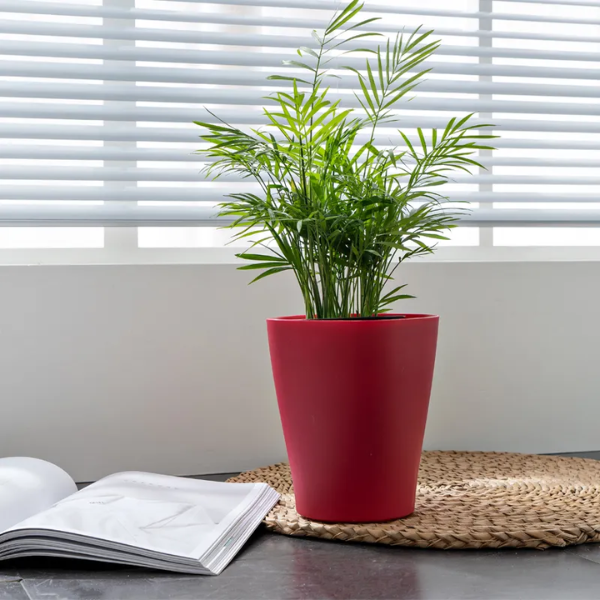 Sáng Tạo Với Chậu Hoa Nhựa: Top 5 Mẫu Chậu nhựa mini trồng cây trang trí cho bàn làm việc của bạn