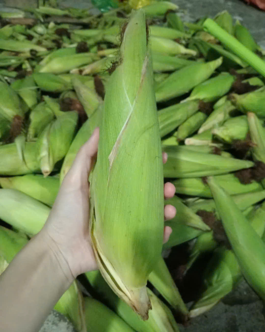 Ngô hữu cơ