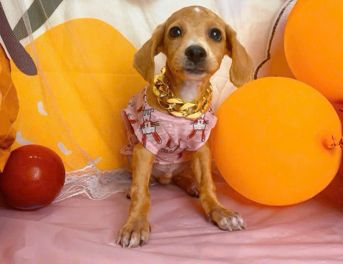 Có nên cạo lông máu cho chó Poodle không?