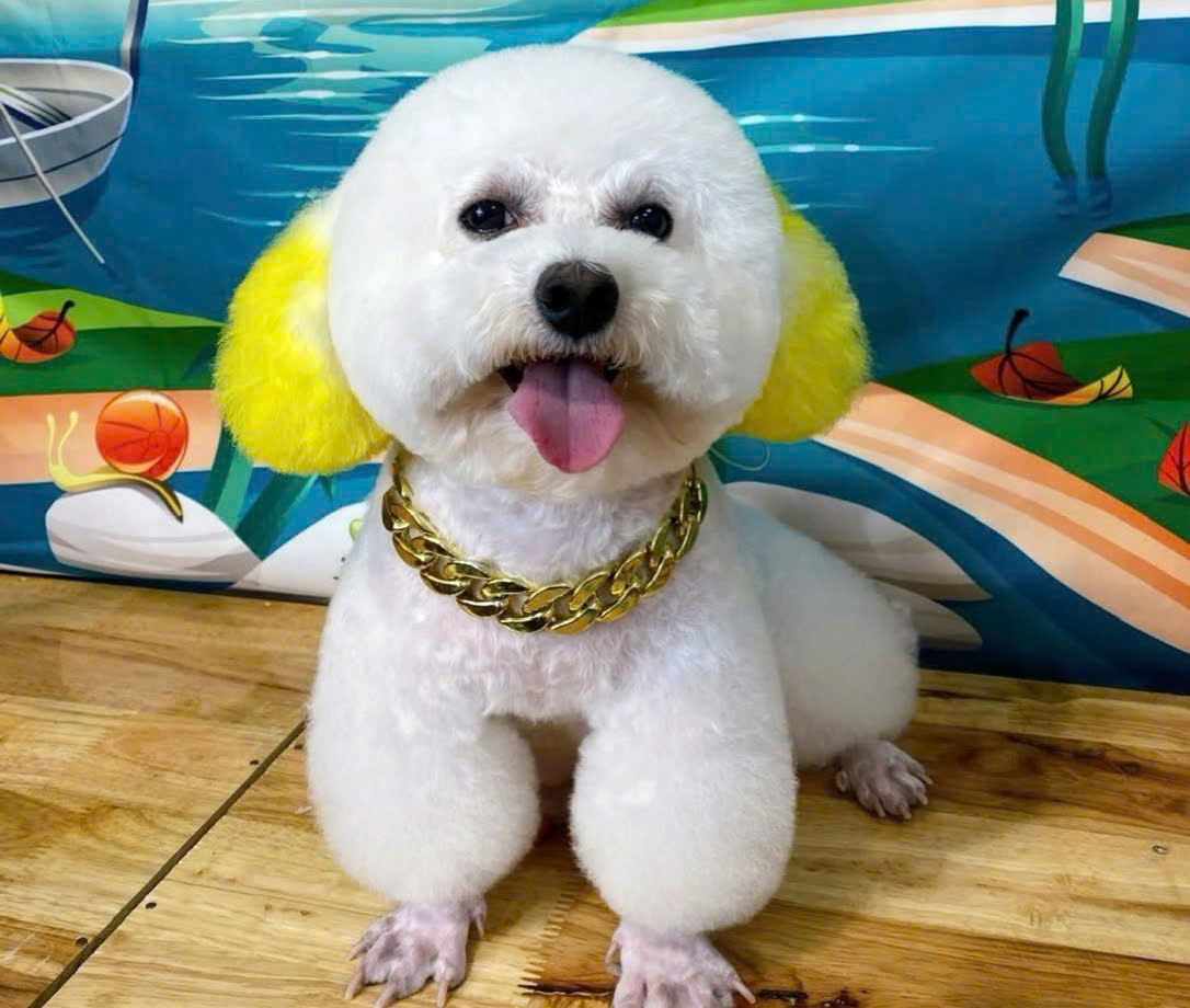 Cắt tỉa lông thú cưng là gì?