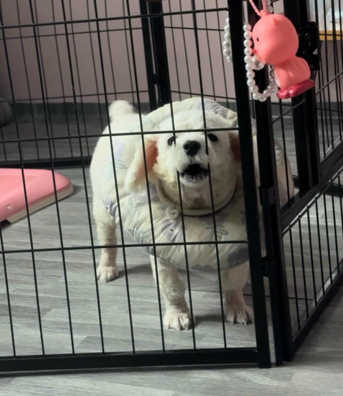 Làm thế nào để ngăn chó con sủa vào ban đêm?