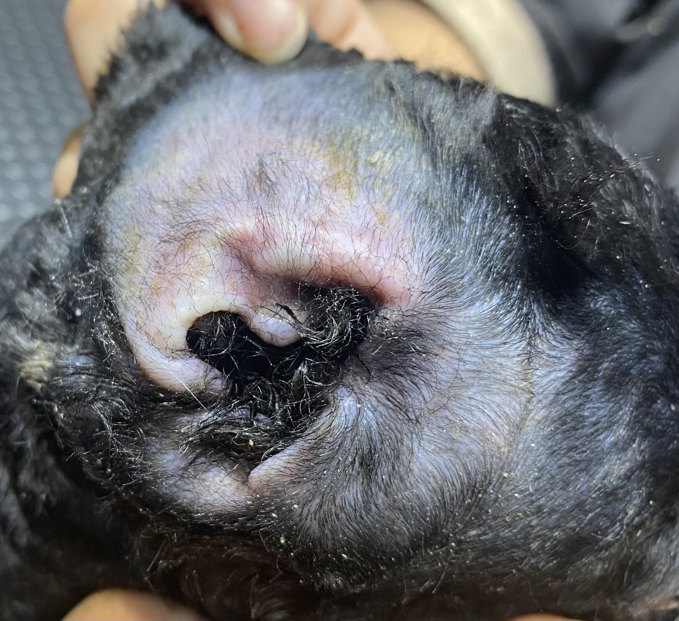 Poodle có biểu hiện gì khi mắc các bệnh về tai? Nguyên nhân gây ra bệnh về tai và cách chăm sóc tai Poodle đúng cách.