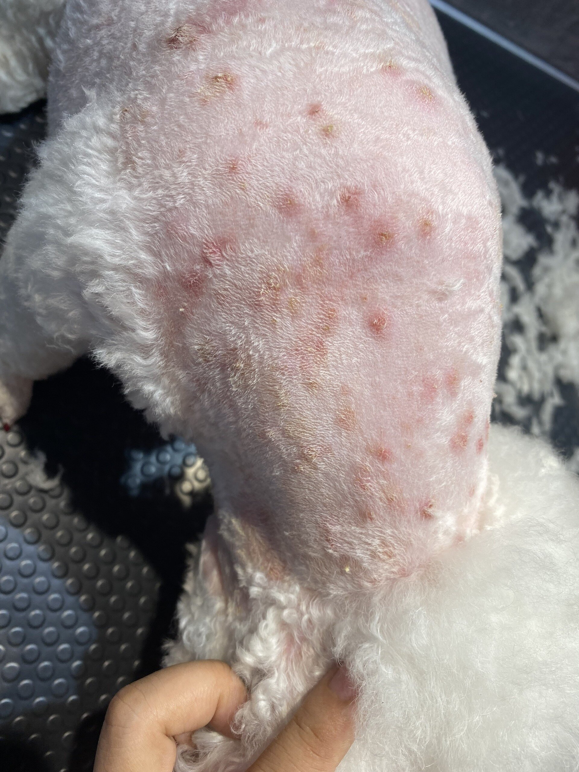 Viêm da ở chó Poodle là gì? Nguyên nhân và biểu hiện khi chó viêm da.