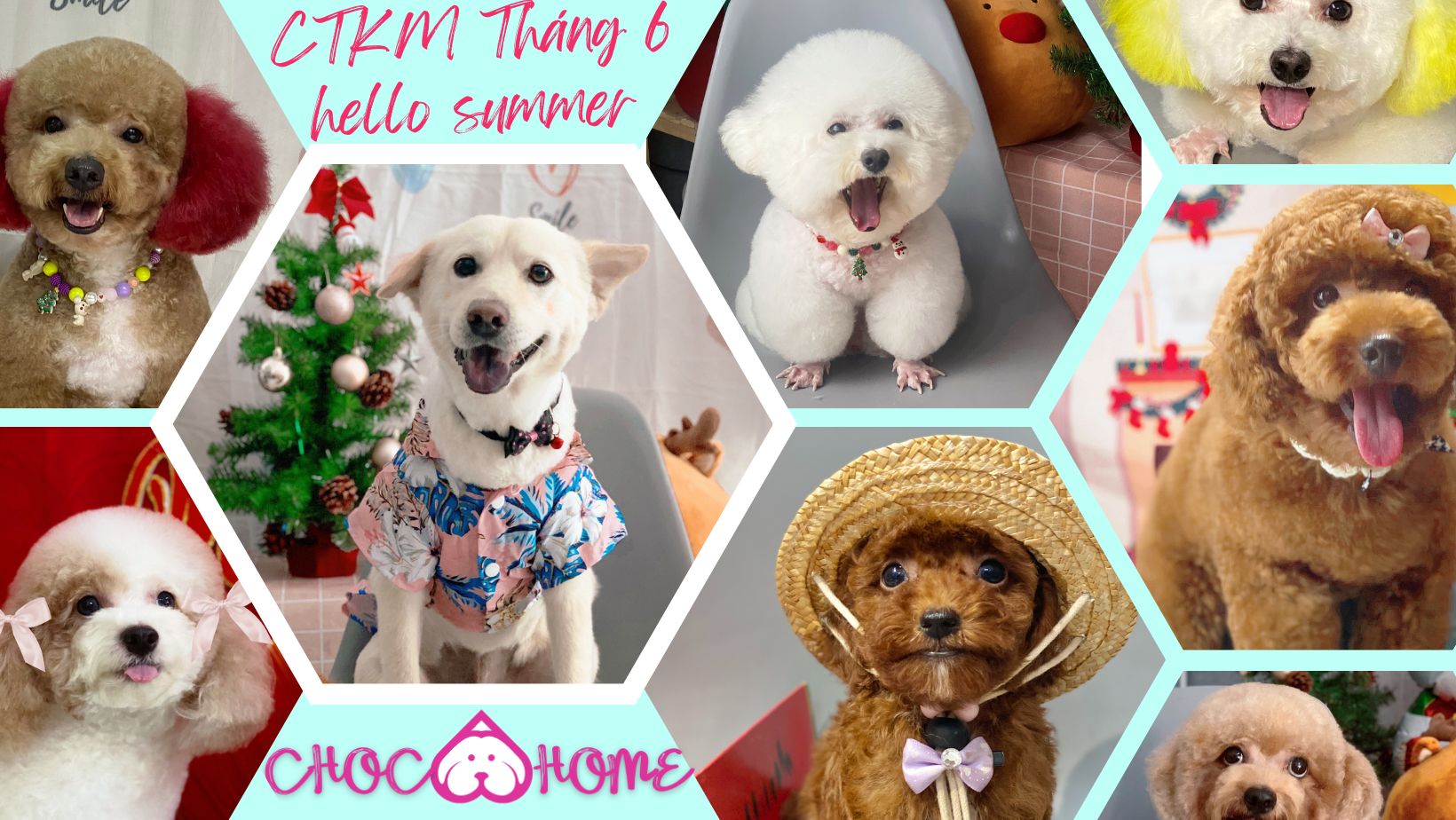 Chương Trình Ưu Đãi Hello Summer Trong Tháng 06 Tại ChocoHome - Tiệm làm đẹp thú cưng
