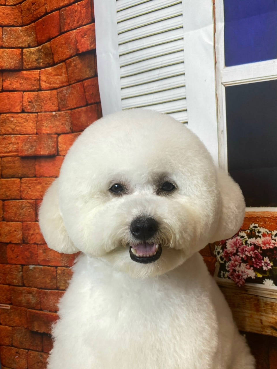 Đặc điểm của lỗ mũi thể hiện chó bị bệnh gì?