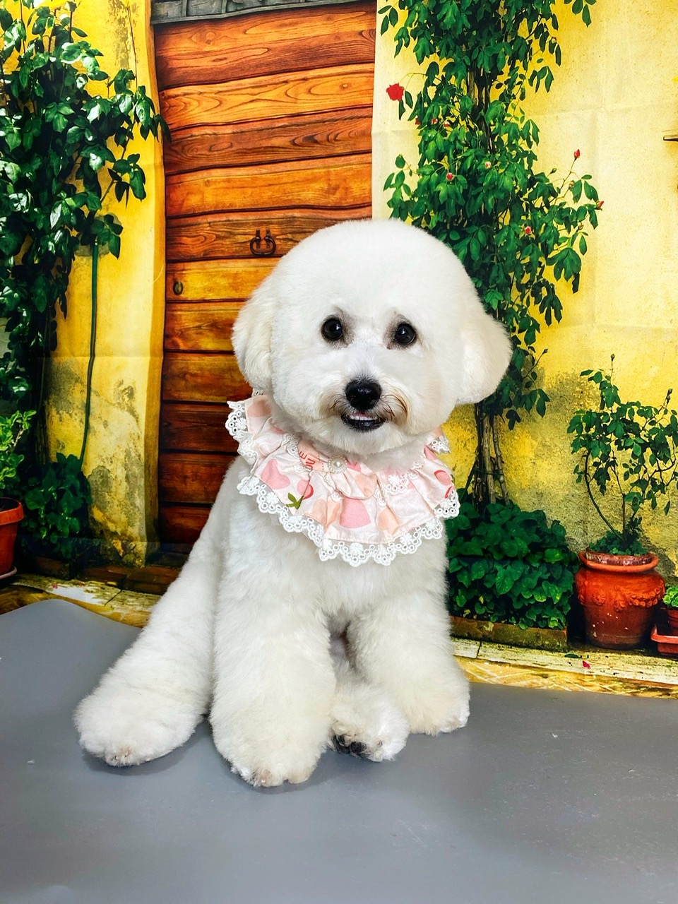 Dạy chó đi vệ sinh đúng chỗ?