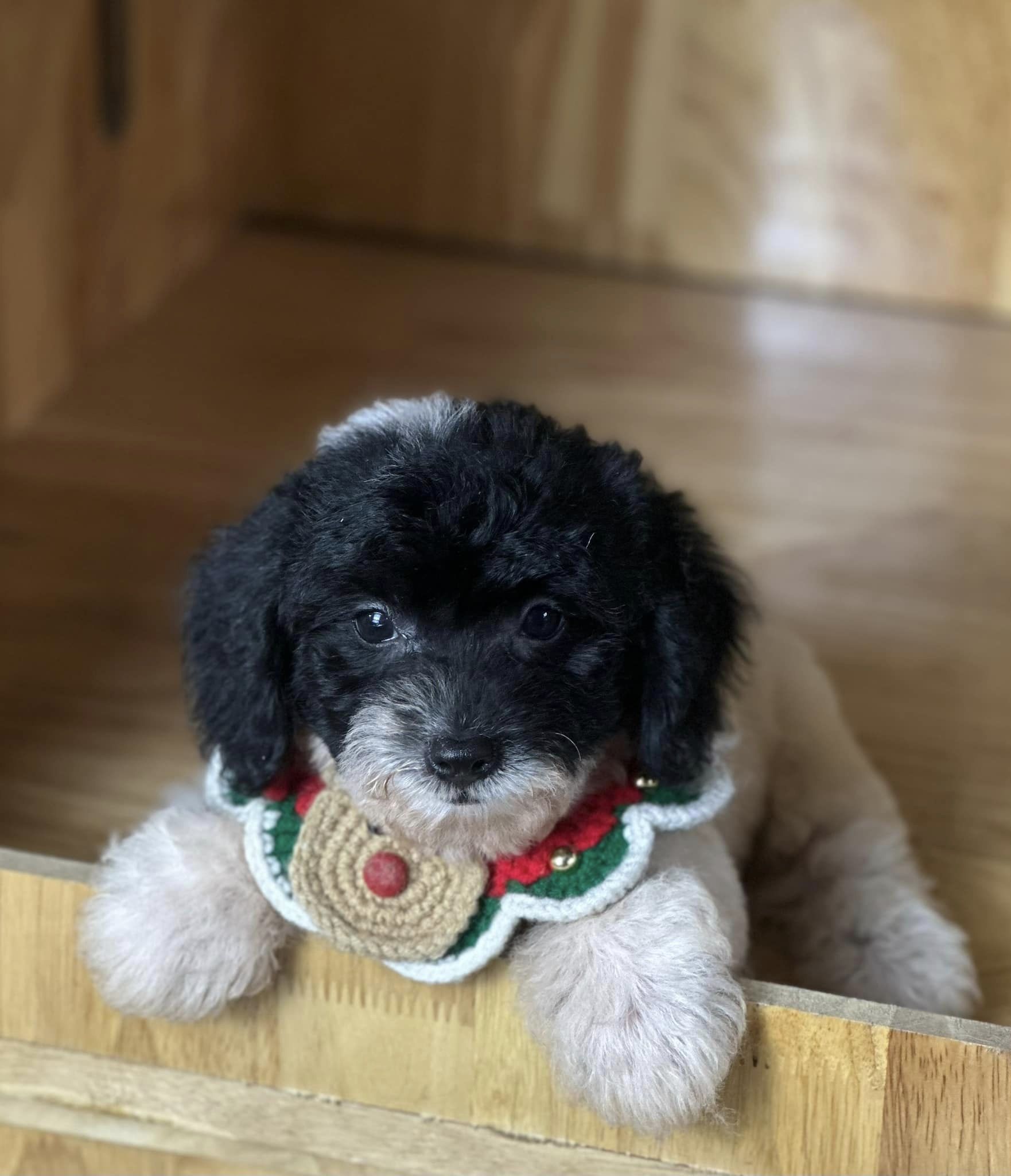 Hình ảnh tắm vệ sinh