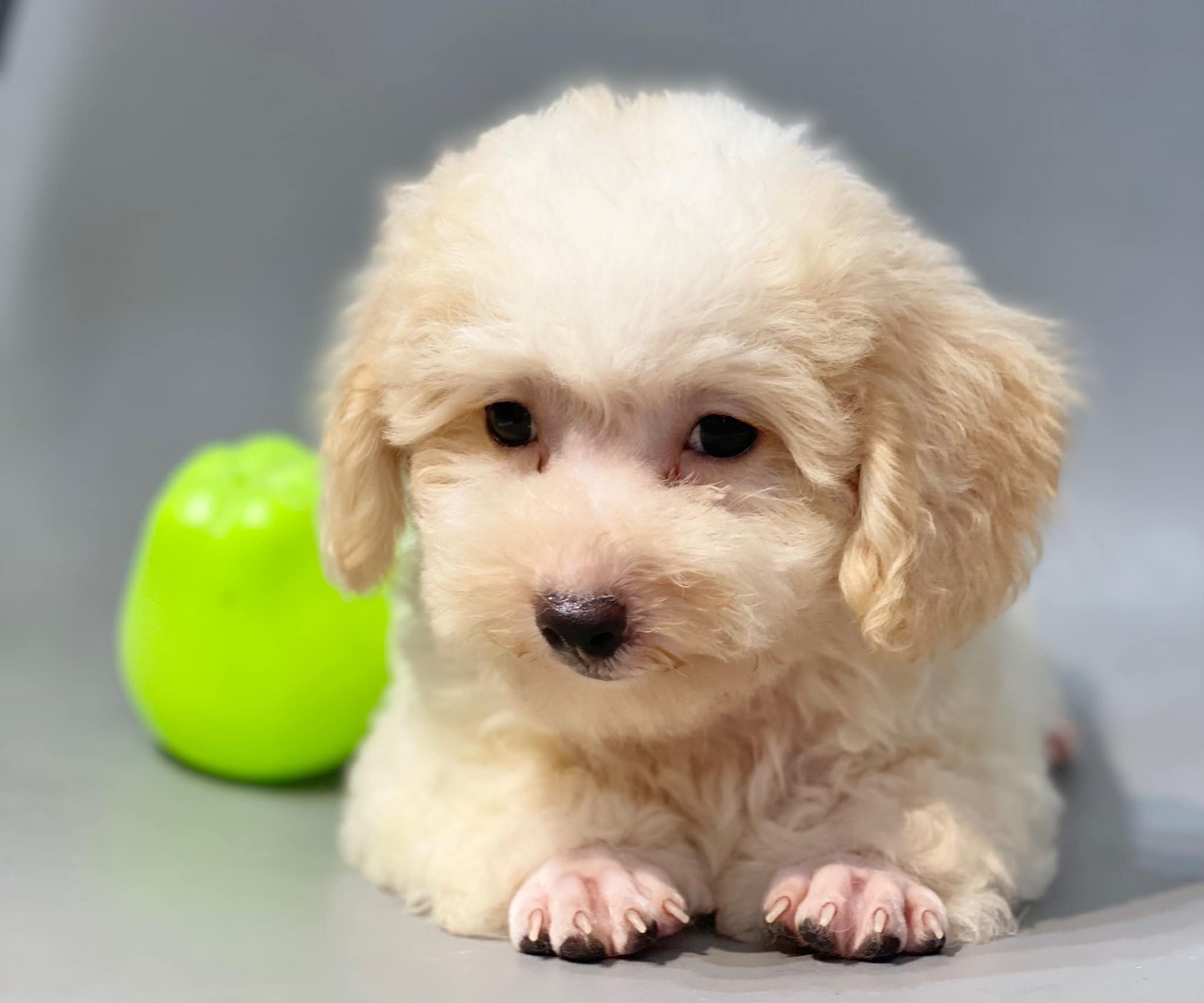 Đặc điểm của Poodle và Bichon? Sự khác nhau của chúng.