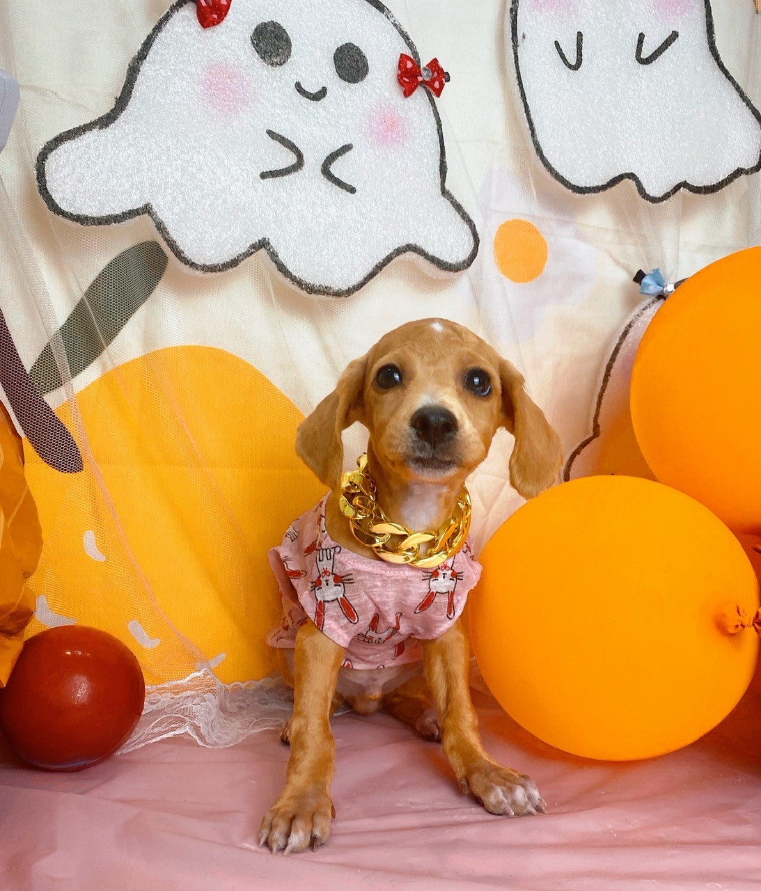 Có nên cạo lông máu cho chó Poodle