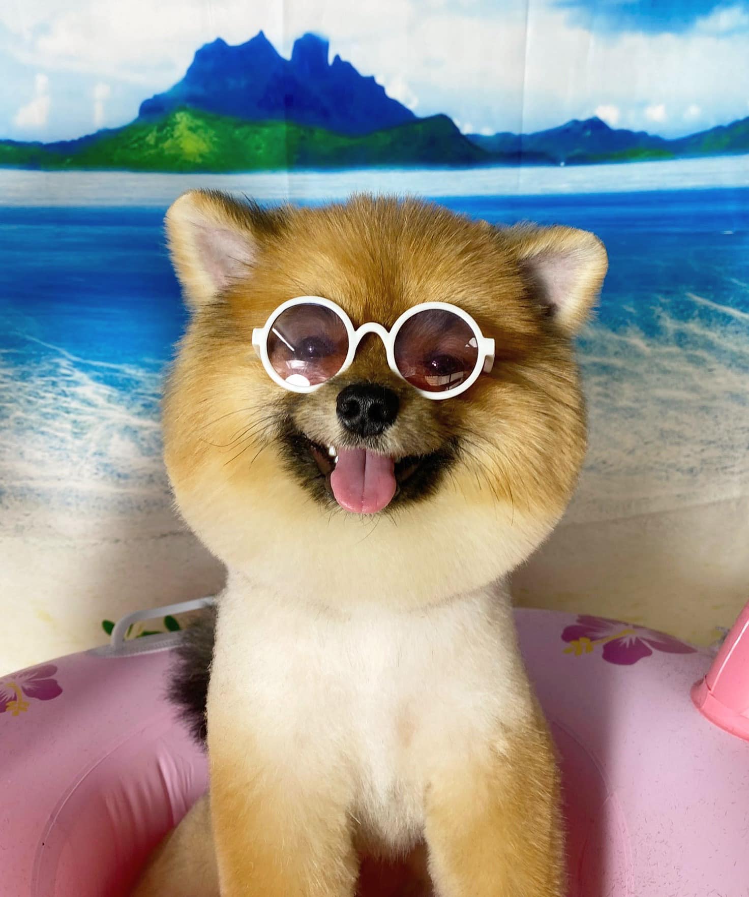 Top 10 giống chó nên nuôi nhất ở Việt Nam