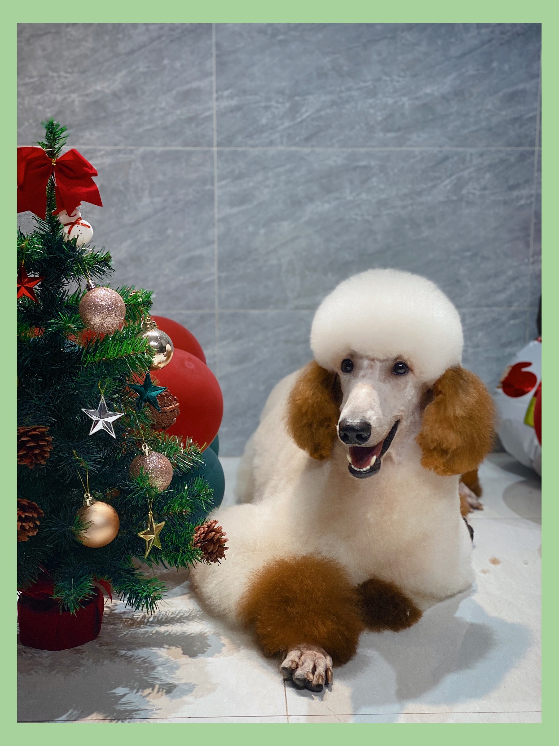 Chương Trình Ưu Đãi Chào Đón Giáng Sinh Trong Tháng 12 Tại ChocoHome - Tiệm làm đẹp thú cưng