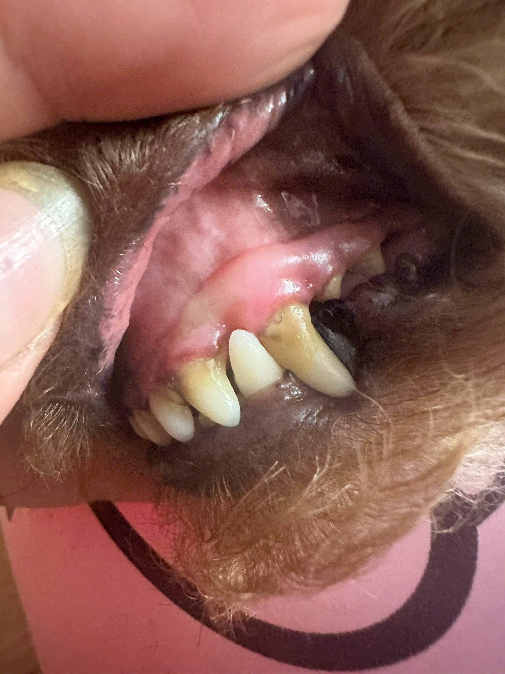 Có nên lấy vôi răng cho chó không?